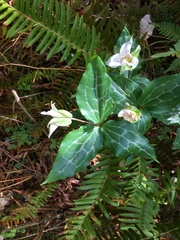 Pseudotrillium rivale