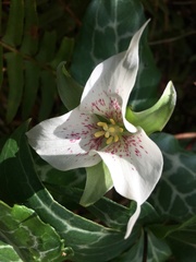 Pseudotrillium rivale