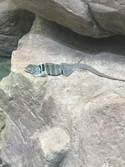 Crotaphytus