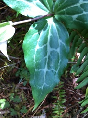 Pseudotrillium rivale