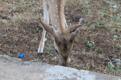 Axis axis ceylonensis