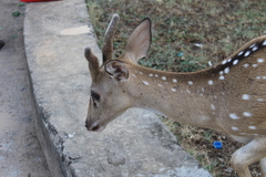 Axis axis ceylonensis