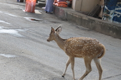 Axis axis ceylonensis