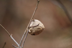 Amphibolips confluenta