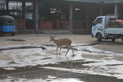 Axis axis ceylonensis