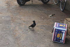 Corvus splendens protegatus