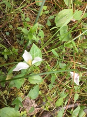 Pseudotrillium rivale
