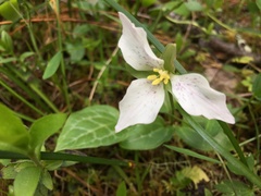 Pseudotrillium rivale