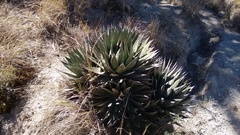 Agave triangularis