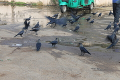 Corvus splendens protegatus