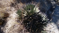 Agave triangularis
