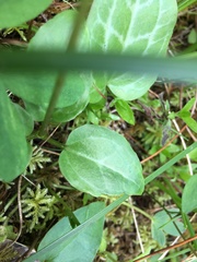 Pseudotrillium rivale