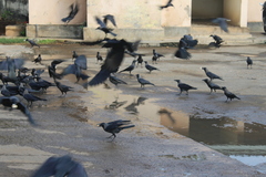 Corvus splendens protegatus