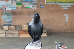 Corvus splendens protegatus