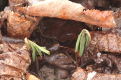 Gymnospermium smirnowii