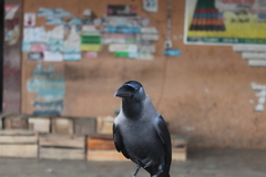 Corvus splendens protegatus