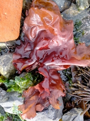Pachymenia laciniata