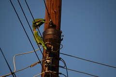 Amazona viridigenalis