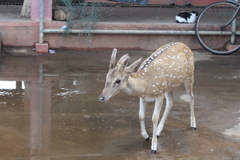 Axis axis ceylonensis