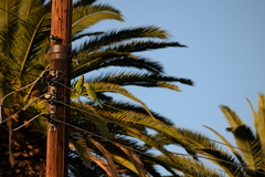 Amazona viridigenalis