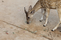 Axis axis ceylonensis