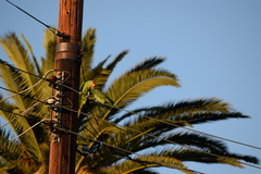 Amazona viridigenalis