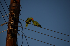 Amazona viridigenalis