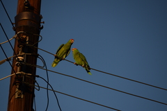 Amazona viridigenalis