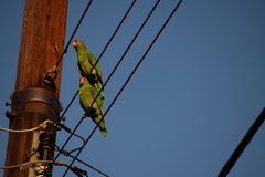 Amazona viridigenalis