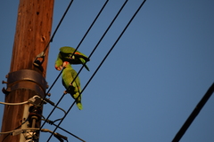 Amazona viridigenalis