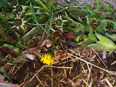Taraxacum officinale