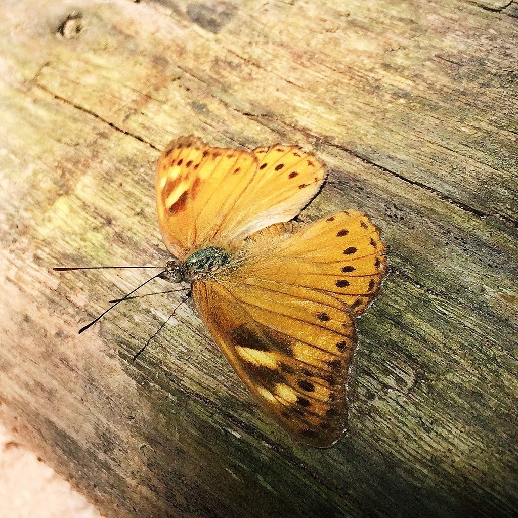 Natal Tree Nymph