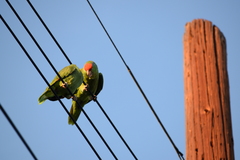 Amazona viridigenalis
