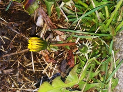 Taraxacum officinale
