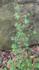 Phyllanthus cochinchinensis
