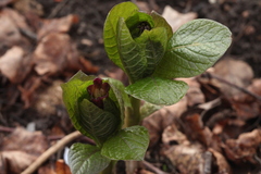 Scopolia caucasica