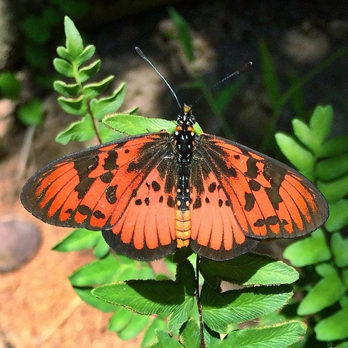 Blood-red Acraea photo 5