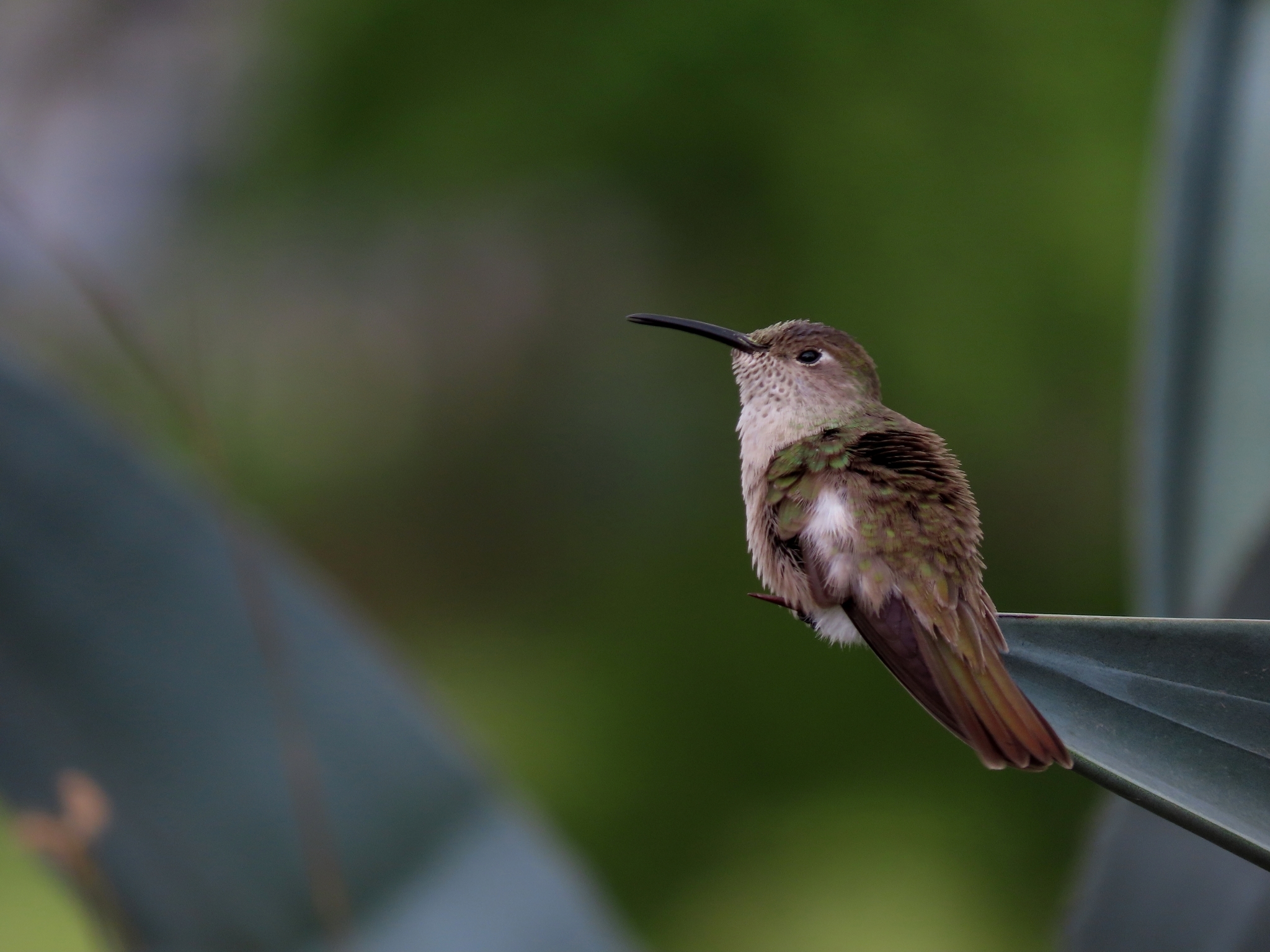 Spot-throated Hummingbird (Thaumasius taczanowskii), photo 8