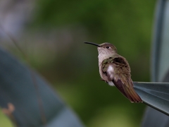 Thaumasius taczanowskii