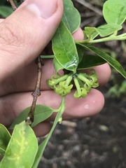 Wikstroemia
