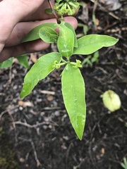 Wikstroemia