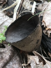 Urnula
