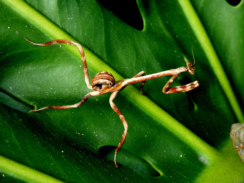 Photo of Texas Unicorn Mantis (Pseudovates chlorophaea)