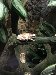 Trachycephalus resinifictrix