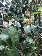 Antidesma platyphyllum