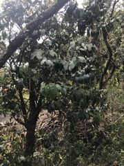 Antidesma platyphyllum