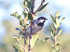 Passer domesticus