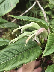 Delissea waianaeensis