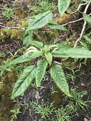 Delissea waianaeensis