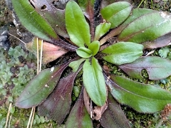 Plantago raoulii